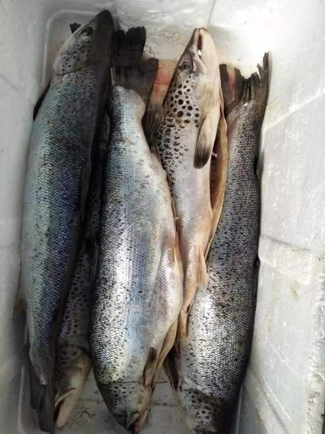 低价处理正宗三文鱼大西洋鲑鱼