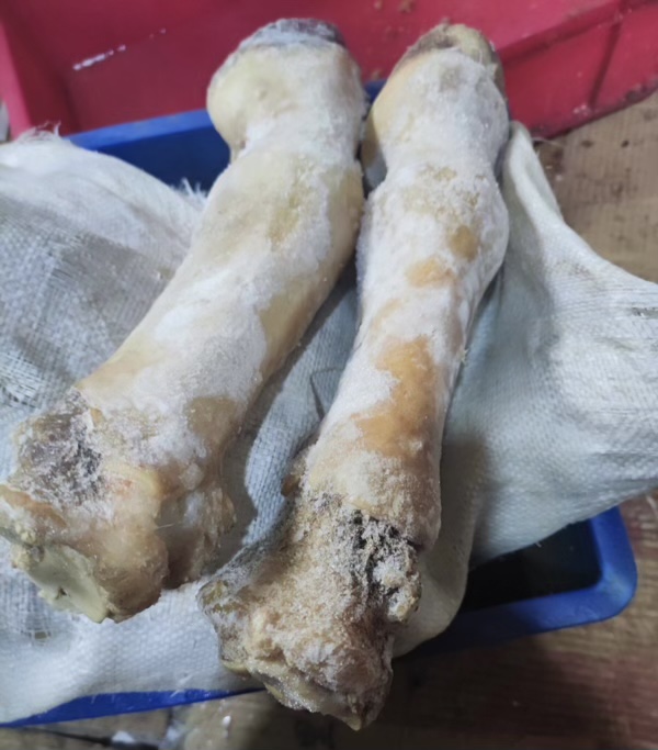 因为撤柜紧急处理2吨马蹄