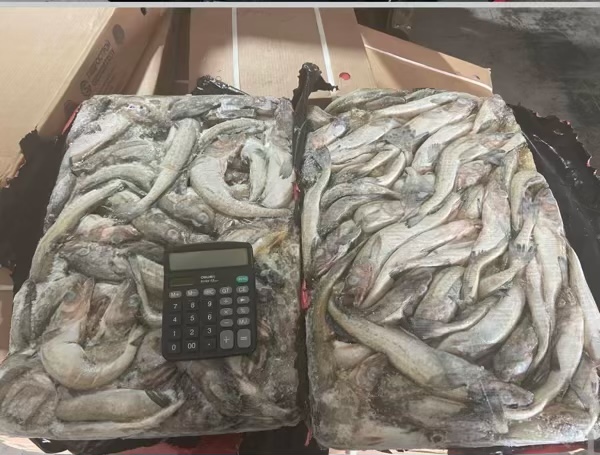 大日期鳕鱼400吨需要的私聊